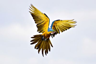 Low angle view of gold and blue macaw flying against clear sky