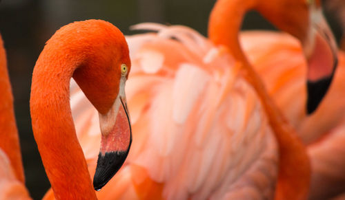 Close-up of swan