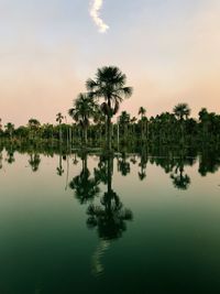 Palm trees by swimming pool against sky