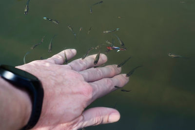 Tiny japanese fish observing my hand