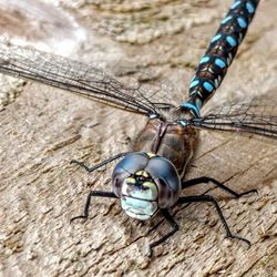 Close-up of insect on wood