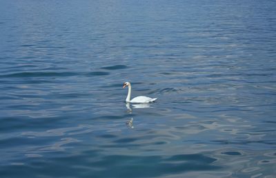 High angle view of swan swimming in lake