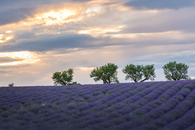 Scenic view of field against sky during sunset