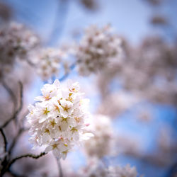 Close-up of cherry blossom