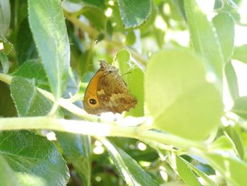 Close-up of butterfly on leaf