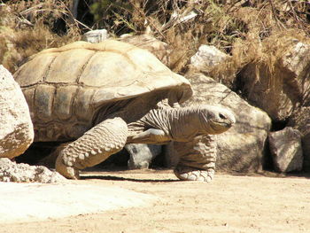 Close-up surface level of turtle