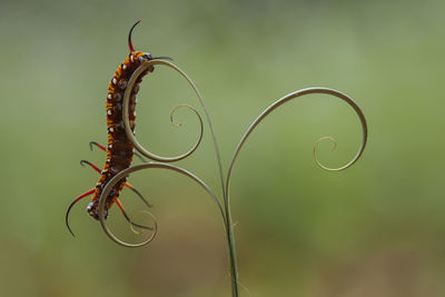 Beautiful caterpillar on leaf edge