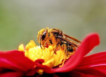 Close-up of insect on red flower