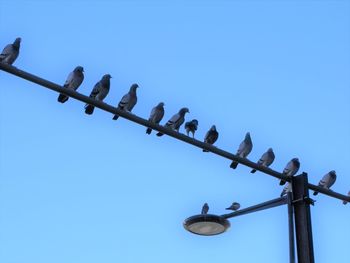 Low angle view of birds perching against clear sky