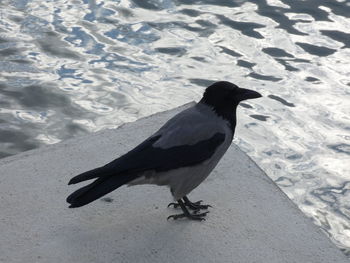 High angle view of bird perching on beach