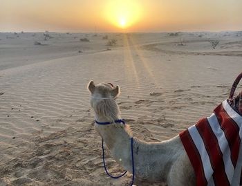Uae desert view with camel 