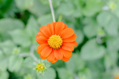 Close-up of orange flower