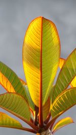 Low angle view of yellow flowering plant against sky