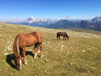 Horse grazing on field