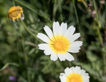 Close-up of white flower
