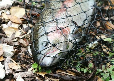 Close-up of lizard