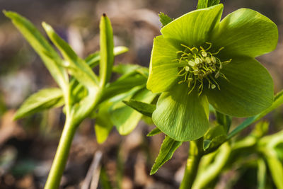 Hellebore. flower of winter.