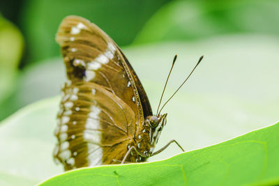 Close-up of butterfly on leaf