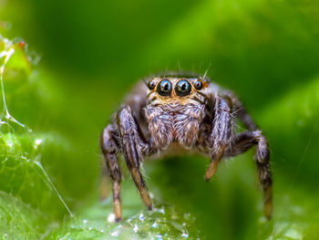 Close-up of spider