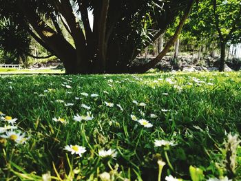 View of flowering trees in park