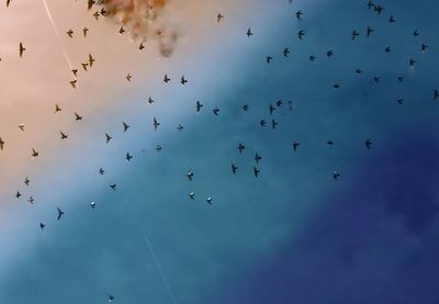 Low angle view of birds flying in sky