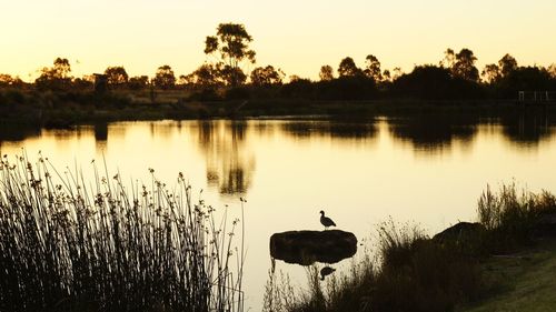 View of birds on lake during sunset