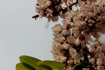 Close-up of bee on flower tree