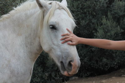 Close-up of hand touching horse in field