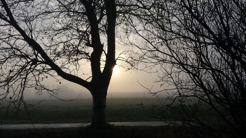 Bare trees against sky during sunset