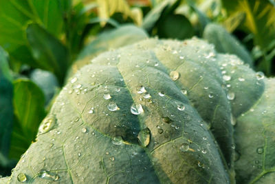 Close-up of raindrops on leaves