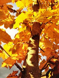 Low angle view of leaves on tree