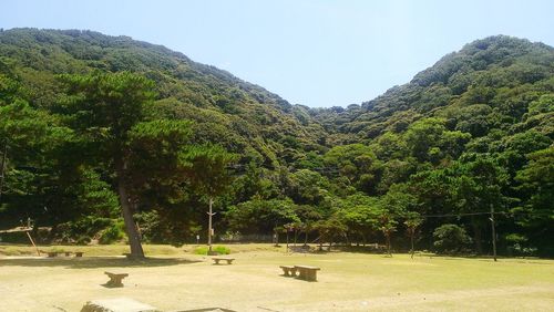 Scenic view of trees on mountain against sky