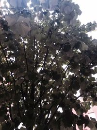 Low angle view of flowers on tree