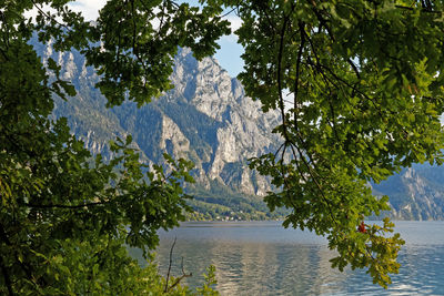 Scenic view of lake by trees in forest