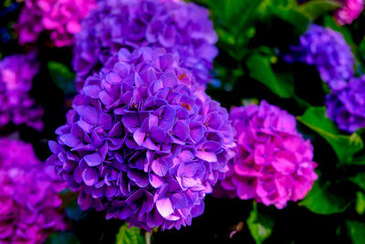 Close-up of fresh purple hydrangea flowers in park