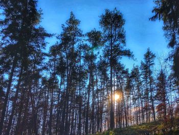 Low angle view of pine trees against sky