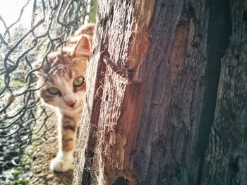 Portrait of cat on tree trunk