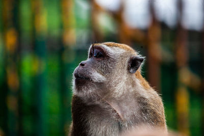 Close-up of monkey looking away