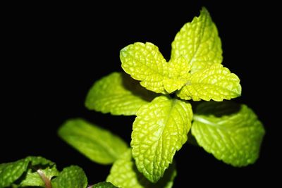 Close-up of mint leaves against black background