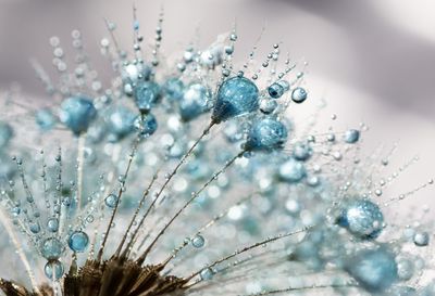 Close-up of flower against blurred background