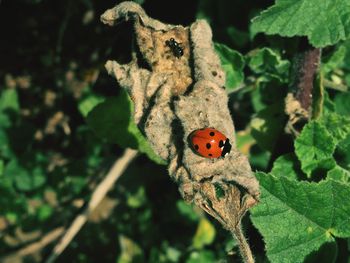 Close-up of ladybug on leaf