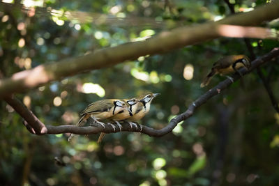 Low angle view of bird perching on branch