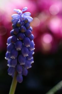 Close-up of grape hyacinth blooming outdoors