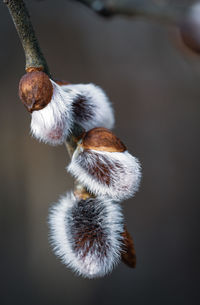 Close-up of an animal hanging on branch