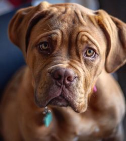 Close-up portrait of dog