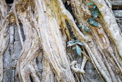 Close-up of tree trunk