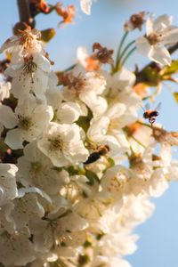 Close-up of cherry blossom