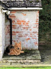 Portrait of dog on brick wall