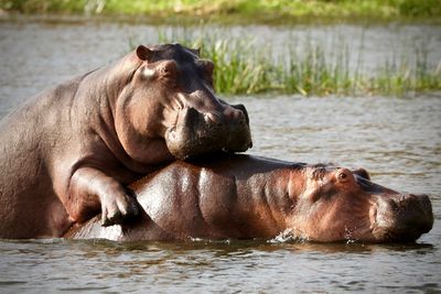 Side view of hippos in the water