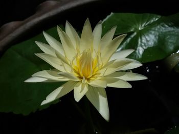 Close-up of lotus water lily